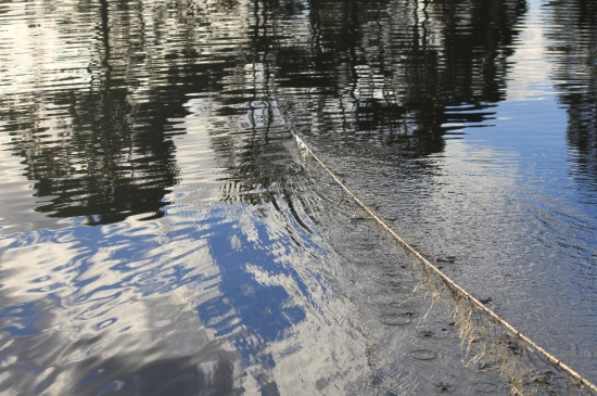 Illegal netter nabbed on South Coast